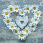 Blank Card Daisy Heart from Harrisons Direct